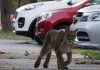 Animales en pandemia