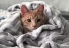 Gatito Covid-19
