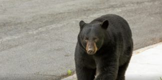 Osos