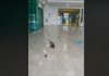 Familia de patos de visita en un centro comercial de España