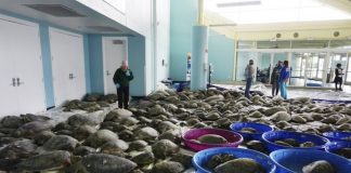 En Texas: Bajas temperaturas obligan al rescate de tortugas marinas