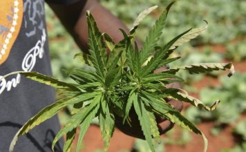 Cofepris aclara: No hay despenalización ni venta de cannabis