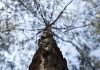Se entregan apoyos forestales a beneficiarios de Atlacomulco