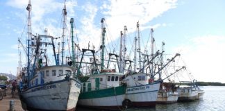 EU frena la importación de camarón mexicano por estándares