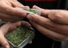 SCJN avala la legalización del uso lúdico de la marihuana