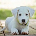 Servicios para mascotas en México crecen 120% por ‘pet parenting’