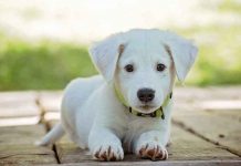 Servicios para mascotas en México crecen 120% por ‘pet parenting’