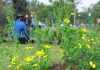 Conoce los beneficios de los jardines polinizadores en la CDMX