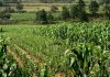 Disminuyen exportaciones agrícolas en 18 entidades de México