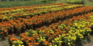 Viveristas de Jiutepec alistan venta de flor de cempasúchil