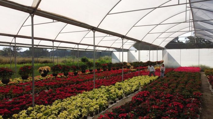 produccion plantas nochebuena
