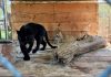 FGR asegura animales exóticos durante cateo en Jalisco
