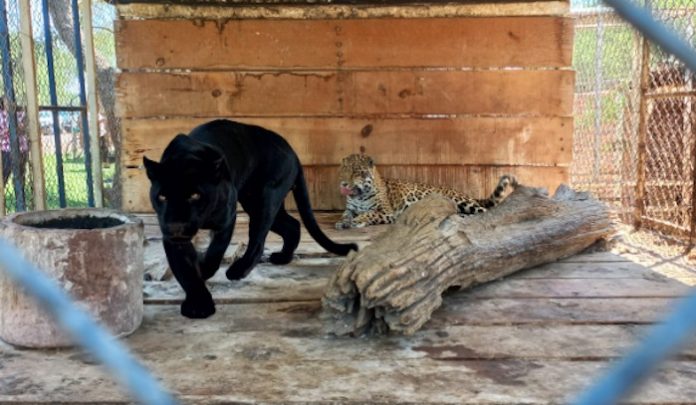 jaguares decomisados jalisco