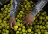 Limoneros retoman actividades en Apatzingán, Michoacán