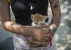 Crece abandono de mascotas en Cuba por migración y crisis