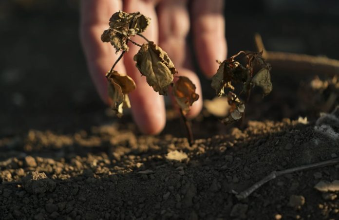 la niña- planta-tierra-cultivo-cambio-climatico