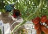 Productores de tomate en México ajustan precios por arancel de Estados Unidos