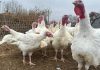 Brotes aviares reducen población de pavos en Estados Unidos