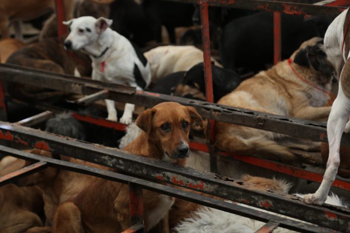 Animales del refugio