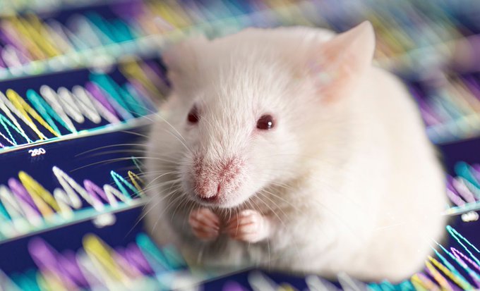 raton de laboratorio