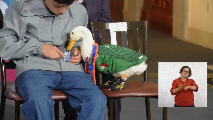 pato merlin