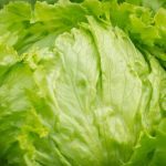 No se ha encontrado el parásito Cyclospora en lechugas mexicanas: Salud