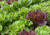 La FDA ratifica que el brote de Cyclospora en lechugas proviene de México Inspección de lechuga iceberg procesada e investigación de la FDA por parásitos.