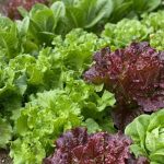La FDA ratifica que el brote de Cyclospora en lechugas proviene de México Inspección de lechuga iceberg procesada e investigación de la FDA por parásitos.