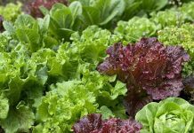 La FDA ratifica que el brote de Cyclospora en lechugas proviene de México Inspección de lechuga iceberg procesada e investigación de la FDA por parásitos.