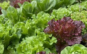 La FDA ratifica que el brote de Cyclospora en lechugas proviene de México Inspección de lechuga iceberg procesada e investigación de la FDA por parásitos.